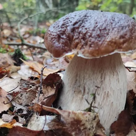 בקתה Good Place Nad Jeziorem Bialym