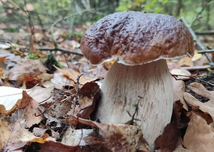 Horská chata Good Place Nad Jeziorem Bialym